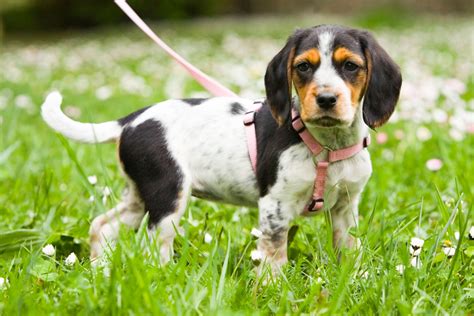 Animalische Leidenschaft: wenn Frauen Tiere lieben